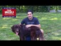 Frank Miceli Animal Shelter Campaign video