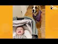 Rescue Dog With Wild Zoomies Becomes The Calmest Big Brother | The Dodo