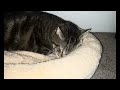 Kitty Samwise's First Night After Surgery | My Heartfelt Concerns