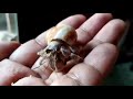 Alagang Umang - Baby Hermit Crab Trying to Sneak Out