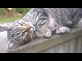 catnip tabby stray