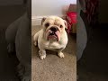 Teach Your ENGLISH BULLDOG Their Name