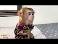 Monkey Kaka and Monkey Mit said goodbye to mom so touchingly