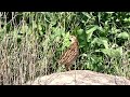 שליו נודד Common Quail