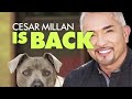 Cesar Millan The Dog Whisperer
