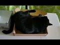 Black Cat LOVES a Box!