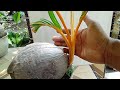 Cara mengerdilkan daun bonsai kelapa@fakihbonsai309