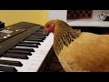 Basic Chickens | Funny Chicken Video Compilation