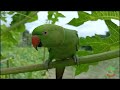 Ringneck Parrot Natural Sounds
