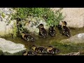 Ducklings Hatch From Her Eggs (27 Days)