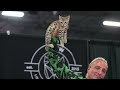 Cat Judging: Kitten Class Final from Pleasanton 2023
