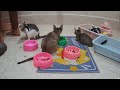 Funny Pet Antics: Dogs and Cats 😻 Non-stop Laughter 😹