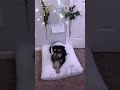 LUNA AND NEWTONS OFFICIAL DOG WEDDING