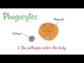 Cell Defence: Lymphocytes and Phagocytes