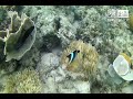 Snorkeling in Pass Island, Coron