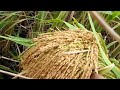 HARVESTING OUR MALIDO RICE #Farm | Toping's World