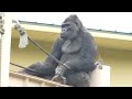 Female gorillas desperately trying to stop Silverback's excitement｜Shabani Group