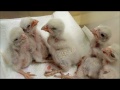 Kestrel Babies June 2013