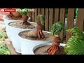 INSPIRASI BONSAI KELAPA BENTUK UNIK DALAM AIR DAN TERBANG-MAKE COCONUT BONSAI FLY & IN THE WATER