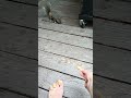 Chippy vs Interloping Squirrel