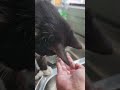 when your teaching him to wash and drink water from the tap #catlover #kittens #kitty