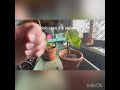 Brugmansia rooted cuttings