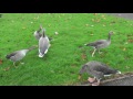 Canadian or Icelandic?  Geese visit