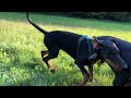 Mo 11.5 years and Till 4.5 months - Dobermann's fun and play session in slow-mo