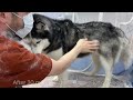 My Husky Avoids Washing! How to do Dog Grooming at Home