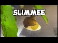 How To Hatch Snail Eggs | Mystery Snails