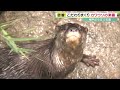 日本最大級！「コツメカワウソ」の楽園がオープン　楽園づくりの仕掛け人に密着　神戸どうぶつ王国