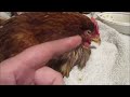 Spaz The Chicken Recovery Vid 1