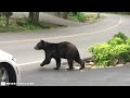 When Bears Go On A Rampage! Shocking Animal Encounters CAUGHT ON CAMERA