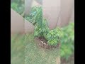 2023 weed plant time-lapse during winter - South Africa