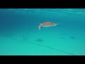 Snorkeling in Bonaire - GoPro Hero5 & PolarPro filter