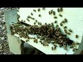 LAVA Honey Bees - July 2017