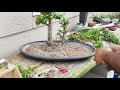 Creating a Portulacaria afra Forest Bonsai - Little Jade Bonsai