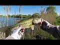 Fishing bass on beds with the Nikko hellgrammite