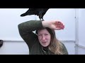 Fable the Raven | How do Ravens speak like humans?