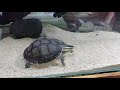 Kura-kura ambon batok dan ceper