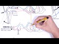 Introduction to how reflexes work - reflex arc, monosynaptic and polysynaptic reflexes