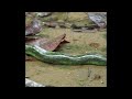 cobra caninana#shortsyoutubevideo