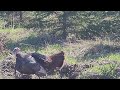 Male Wild Turkey Calling