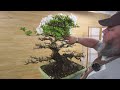 Cutting an Azalea Hard Back! - Greenwood Bonsai