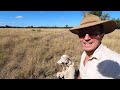 The Golden Phoenix - Ghost Town Metal Detecting.