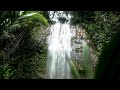 Forest Rain Sounds| Amazon Forest Rain Sounds
