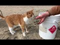 Gone Fishing! Marlin The Cat-Dog Plays With A Baby Shark and cat attacks the dogs :) HILARIOUS!