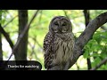 Barred owl at Gault Nature Reserve, Quebec, Canada