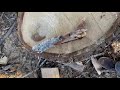 Splitting fresh cut white oak and white oak that has dried.