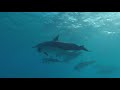 Where to swim with dolphins in Oahu | SAVE MONEY, NO TOUR | HI | Episode 12